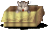 Kot Kot