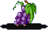 Winogron Winogron