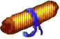 Papirus Papirus