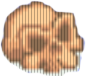 Czaszka Czaszka