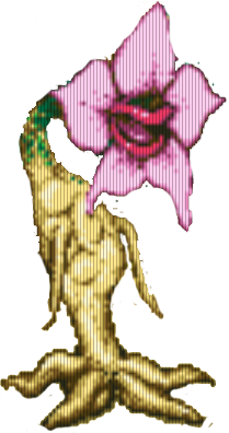 Kwiatek Kwiatek